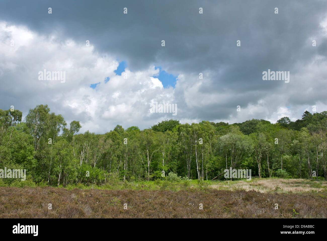 Nichols Moss, a Cumbria Wildlife Trust nature reserve near Witherslack, South Lakeland, Cumbria