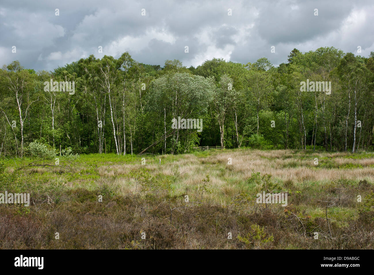 Nichols Moss, a Cumbria Wildlife Trust nature reserve near Witherslack, South Lakeland, Cumbria