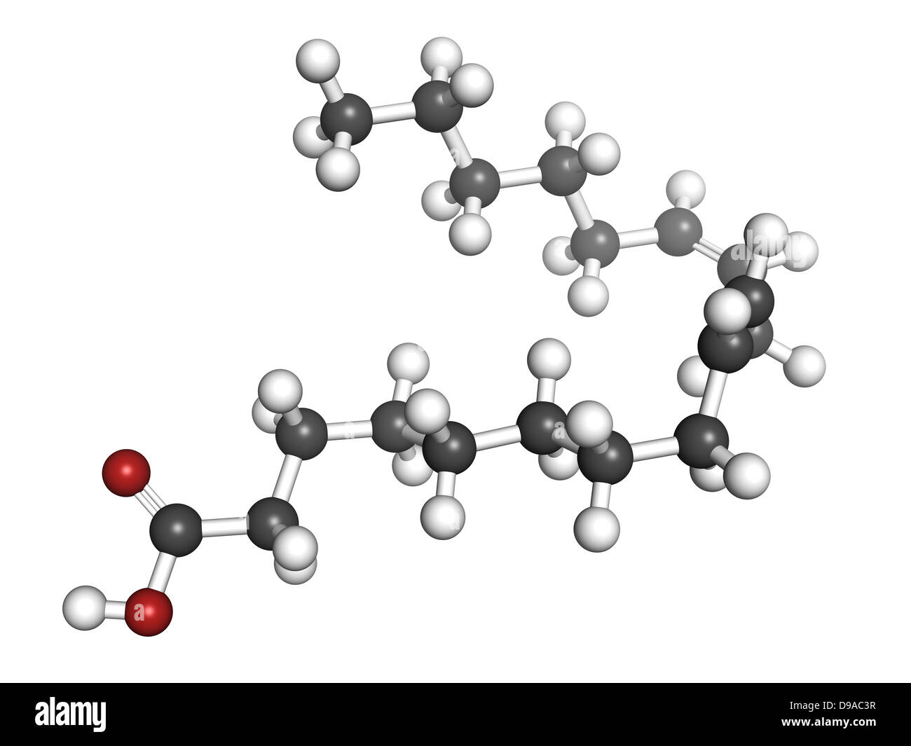 Fatty Acid Molecule Model