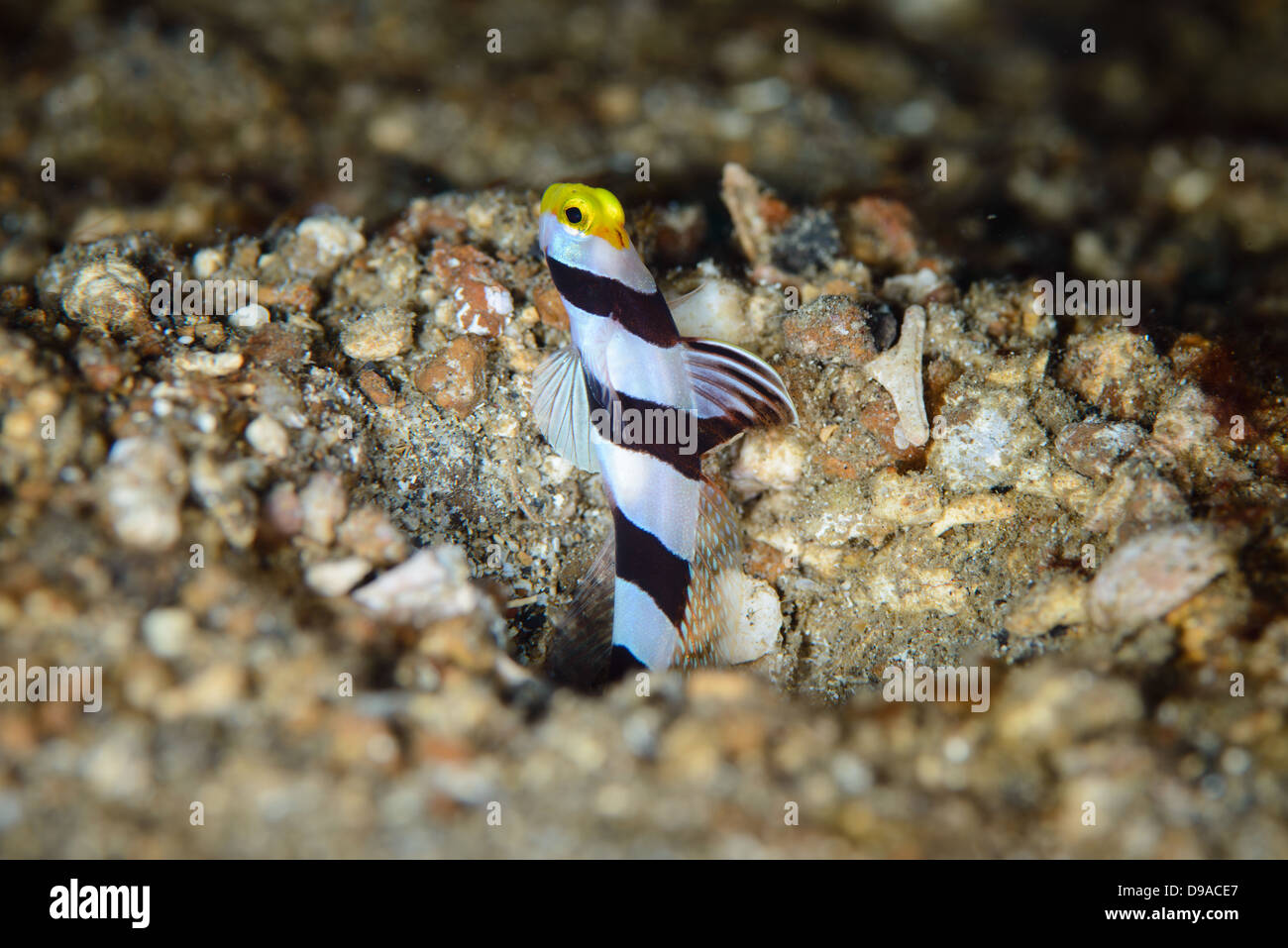 A yellow nose shrimp goby (Stonogobiops xanthorhinica) takes a pick from its burrow. Lembeh Strait, Indonesia. Stock Photo