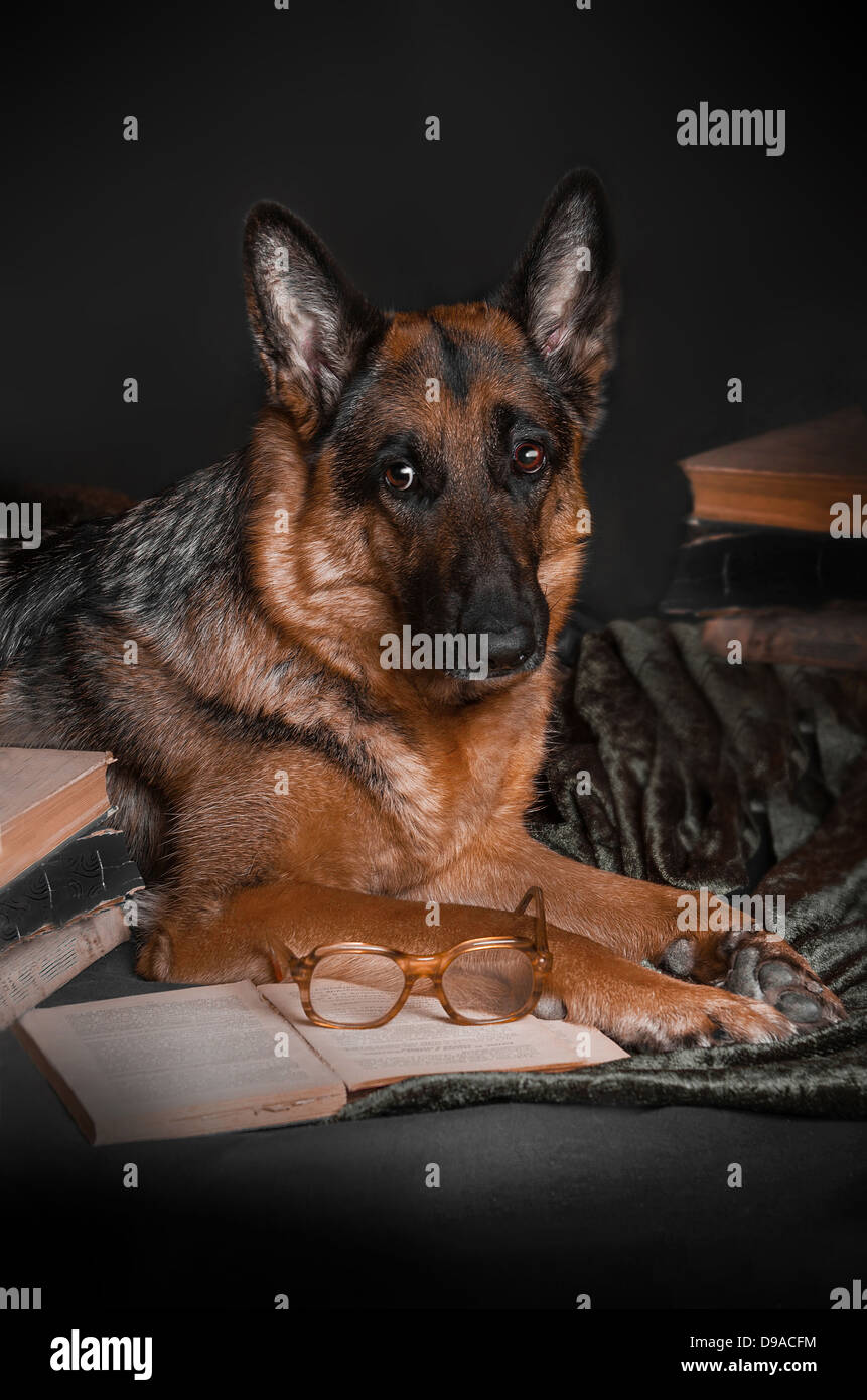 Smart dog in glasses, sits with a book in a chair. Stock Photo