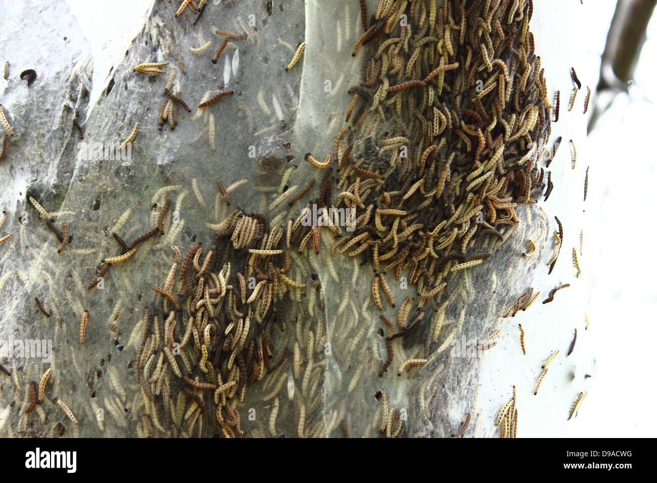 Caterpillars in nest hi-res stock photography and images - Alamy