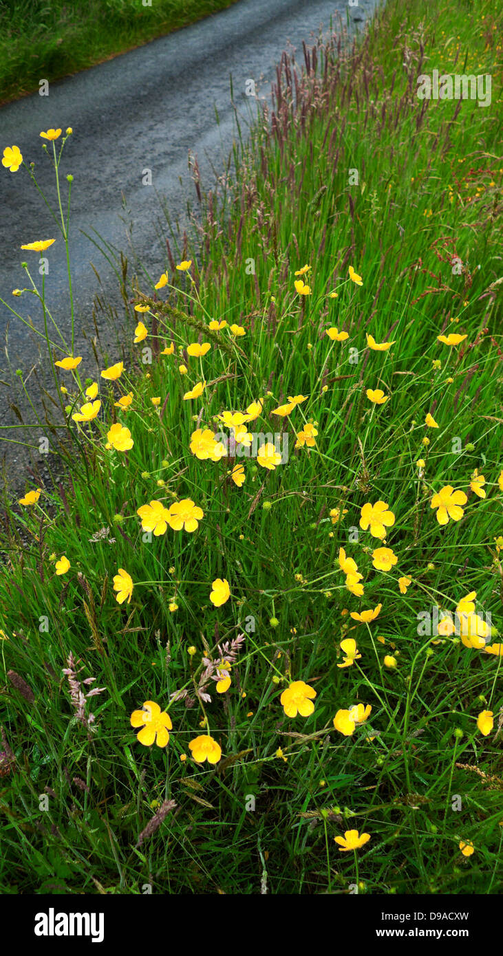 Growing Along Roadside High Resolution Stock Photography and Images - Alamy
