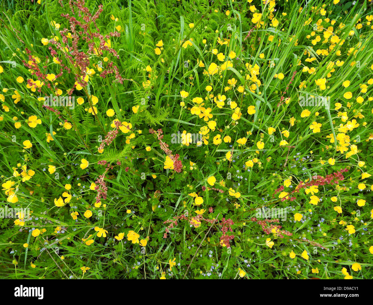 Wildflowers growing on roadside hi-res stock photography and images - Alamy