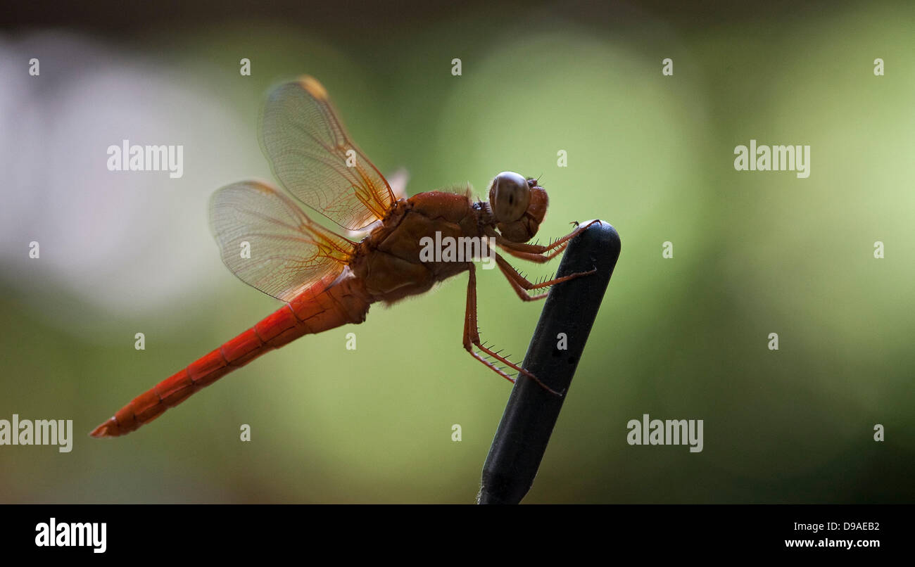 June 16, 2013 - Fort Worth, Texas, USA - June 16, 2013 Fort Worth, Tx. USA. A Flame Skimmer dragonfly rests on a car antenna in Fort Worth, Tx. Dragonfly are predatory insects with the young feeding on larvae such as mosquito and fly larvae and the adults feed on any soft bodied insects they encounter such moths, flies or ants. (Credit Image: © Ralph Lauer/ZUMAPRESS.com) Stock Photo