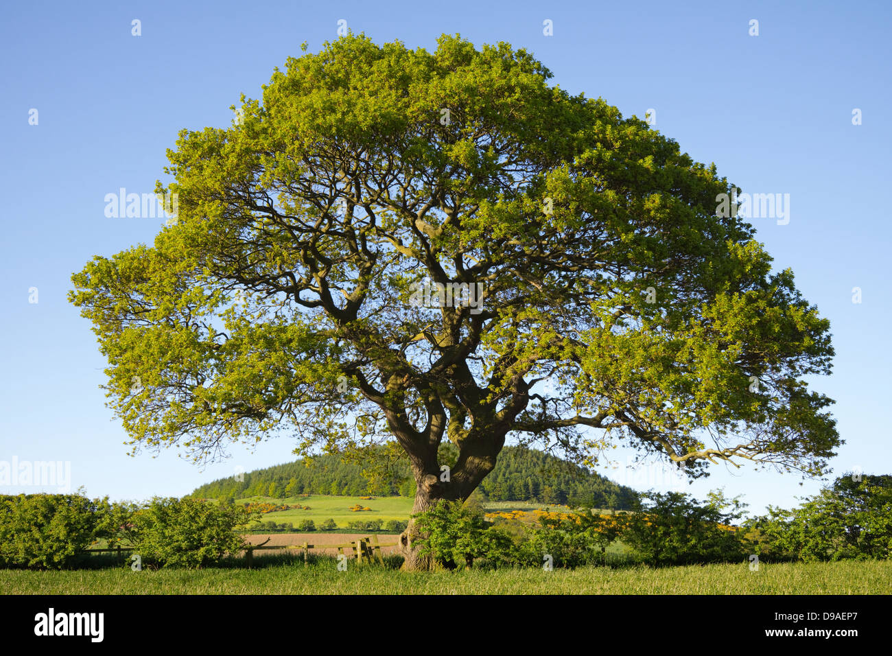 Oak Tree With Distant Hill Clear Blue Sky In An English Landscape Stock Photo Alamy