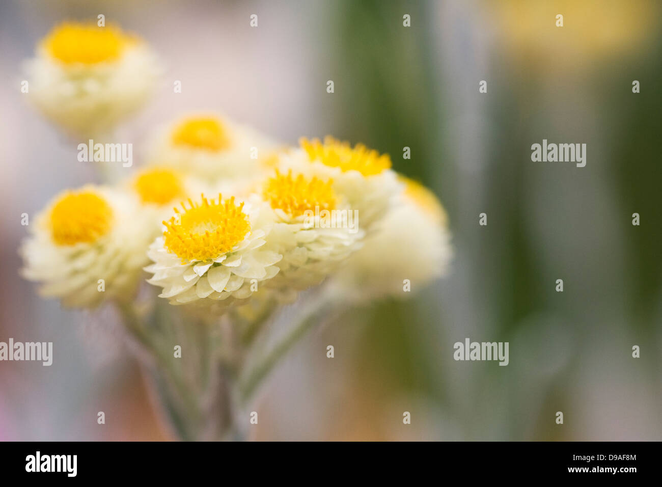 Helichrysum orientale flower growing in a protected environment Stock