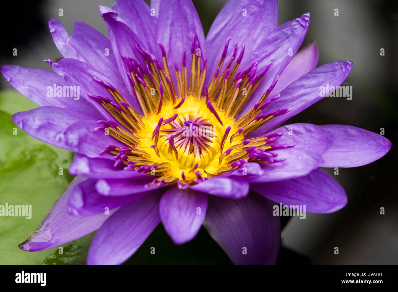 Nymphaeae 'Director George T. Moore'. Waterlily flower. Stock Photo