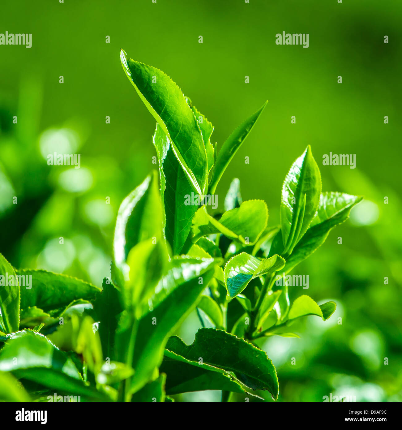 Fresh tea leaves closeup Stock Photo Alamy