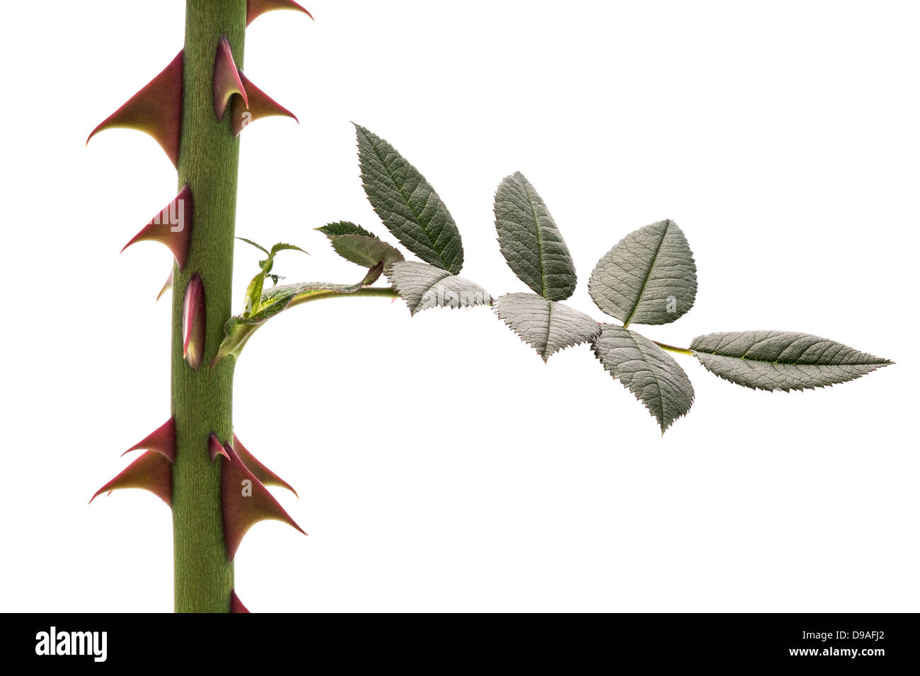 Close Up of Thorns on a Rose Stem on a White Background Stock Photo