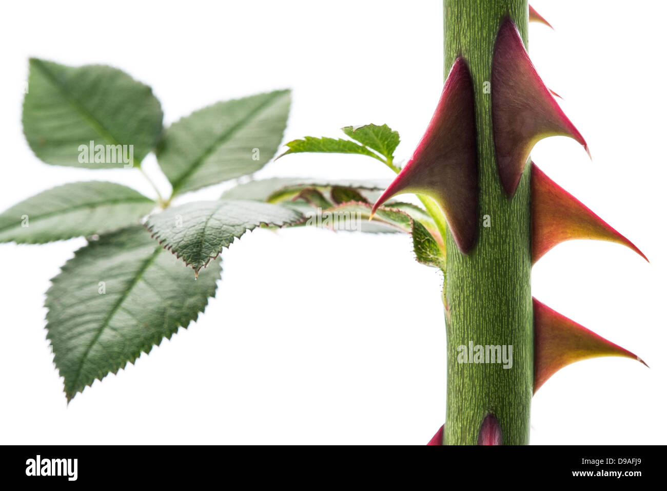 Rose stem thorn close up hires stock photography and images Alamy