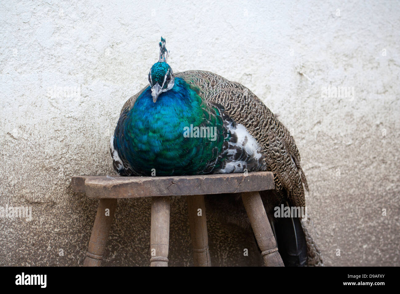 Male peacock Indian peafowl Pavo cristatus sitting seated on wooden stool with whitewashed wall in background Stock Photo