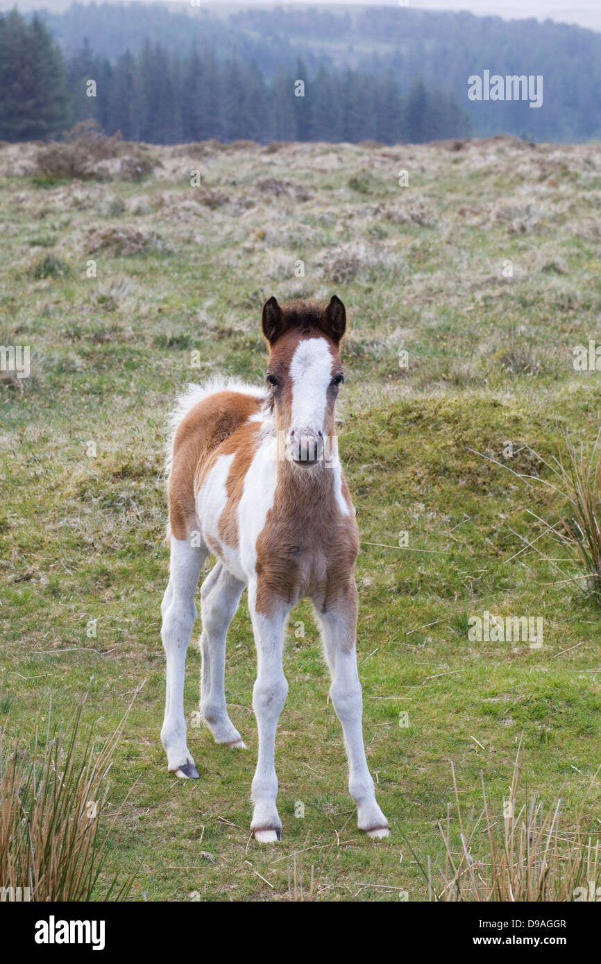 Dartmoor Hill Ponies Dartmoor national park Devon England Stock Photo