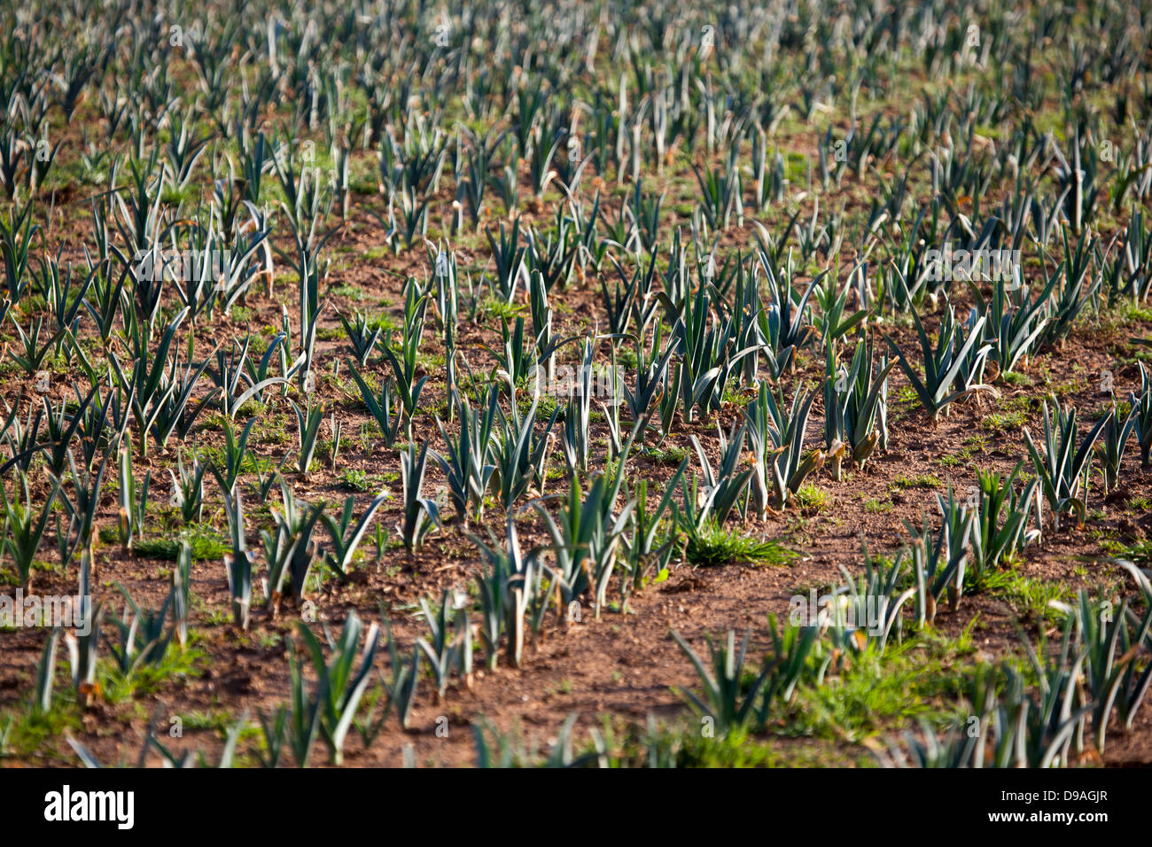 Leeks Growing in Field Stock Photo