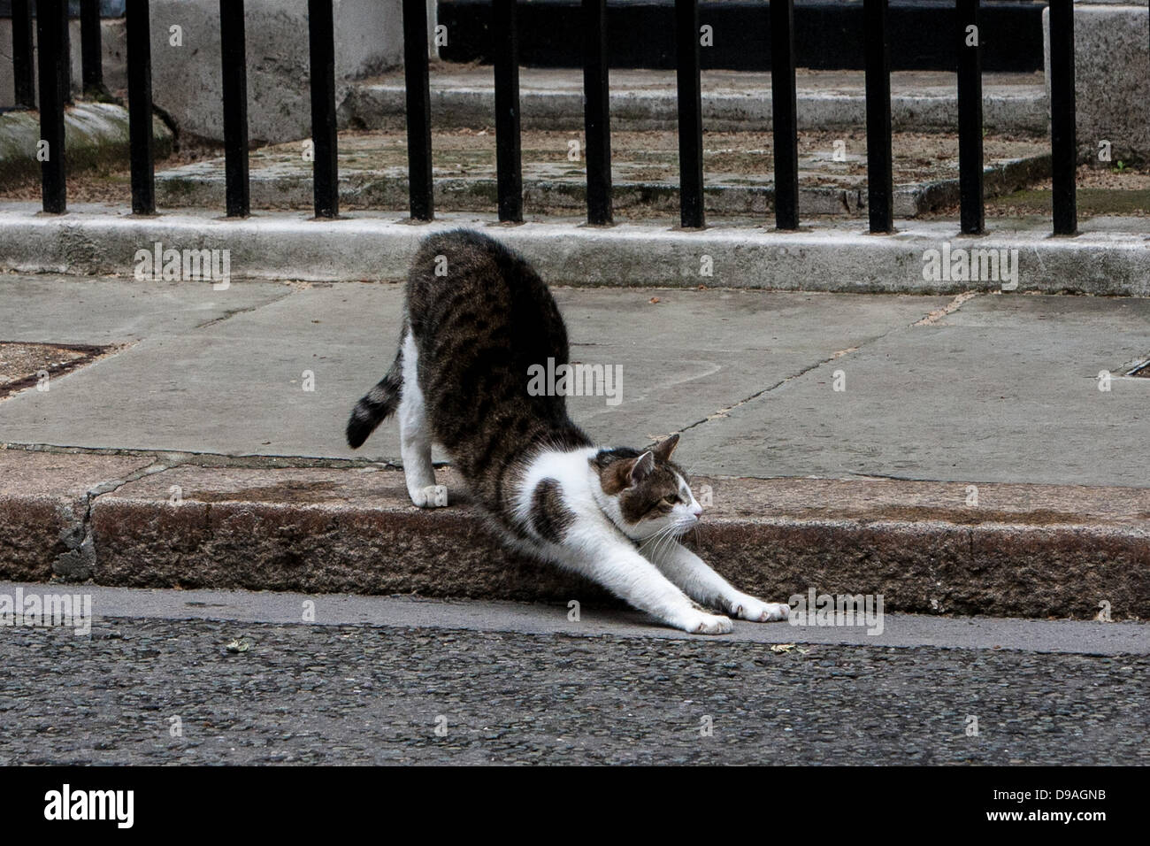 London, UK. 16th June, 2013. PM David Cameron's cat Larry, outside number 10 Downing Street. On the day President Putin visits his owner  Credit:  Mario Mitsis / Alamy Live News Stock Photo