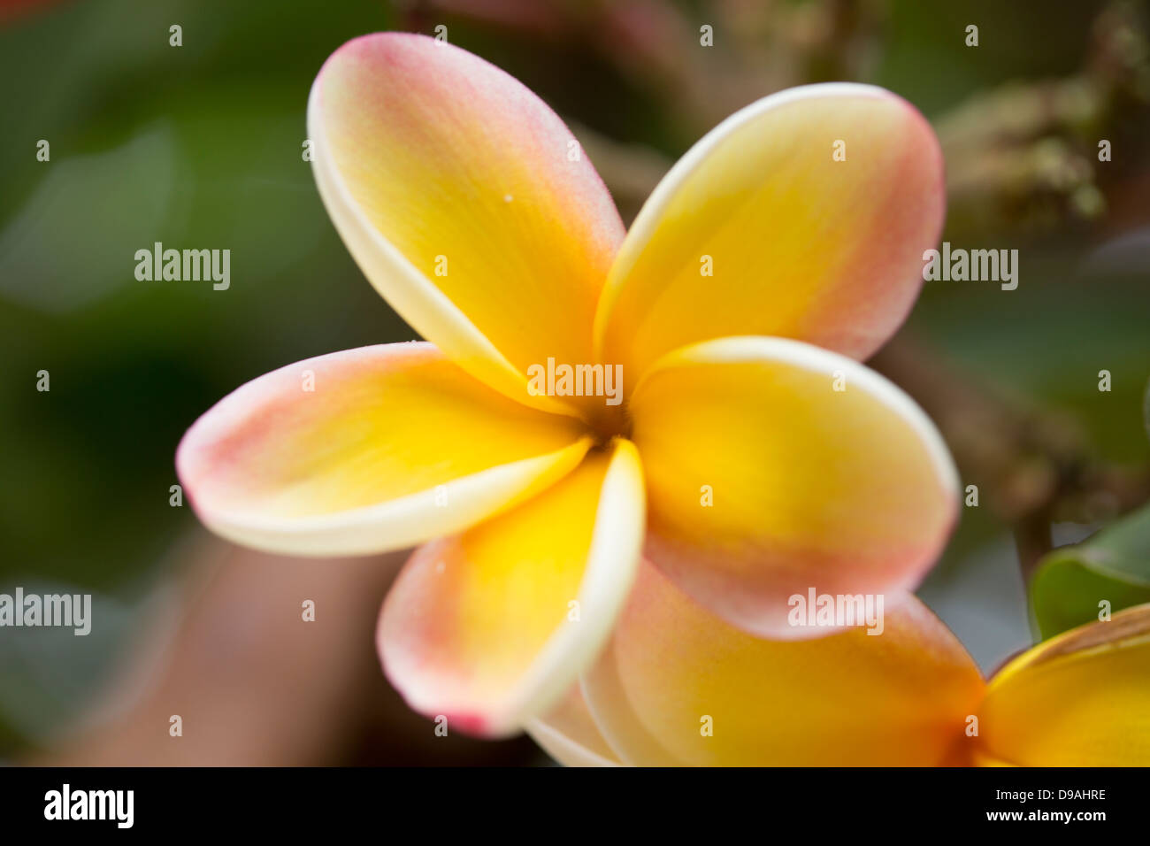 Closeup of Yellow Plumeria blossoms Stock Photo