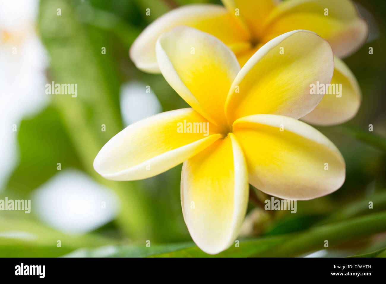 Closeup of Yellow Plumeria blossoms Stock Photo