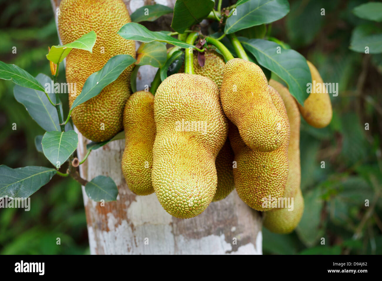 Fruit Trees In The Tropical Rainforest