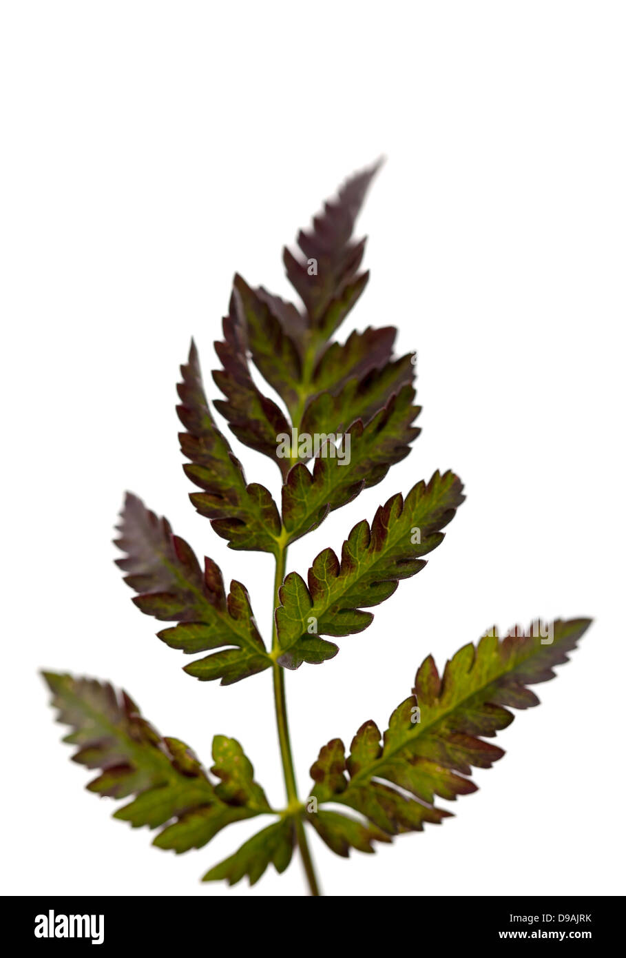 Cow Parsley Plant Leaves Stock Photo Alamy