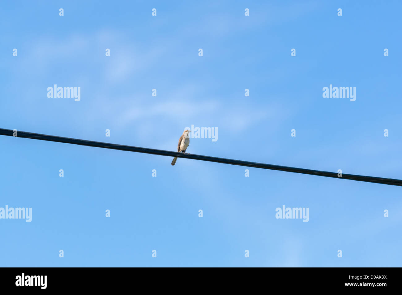 Bird on a wire Stock Photo Alamy
