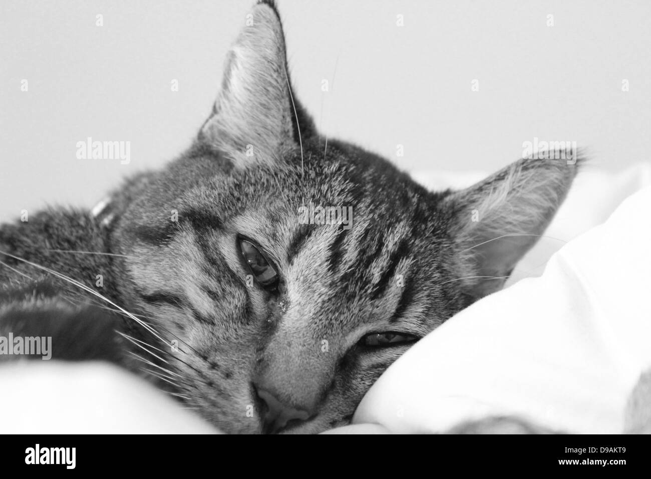Sleeping cat Stock Photo