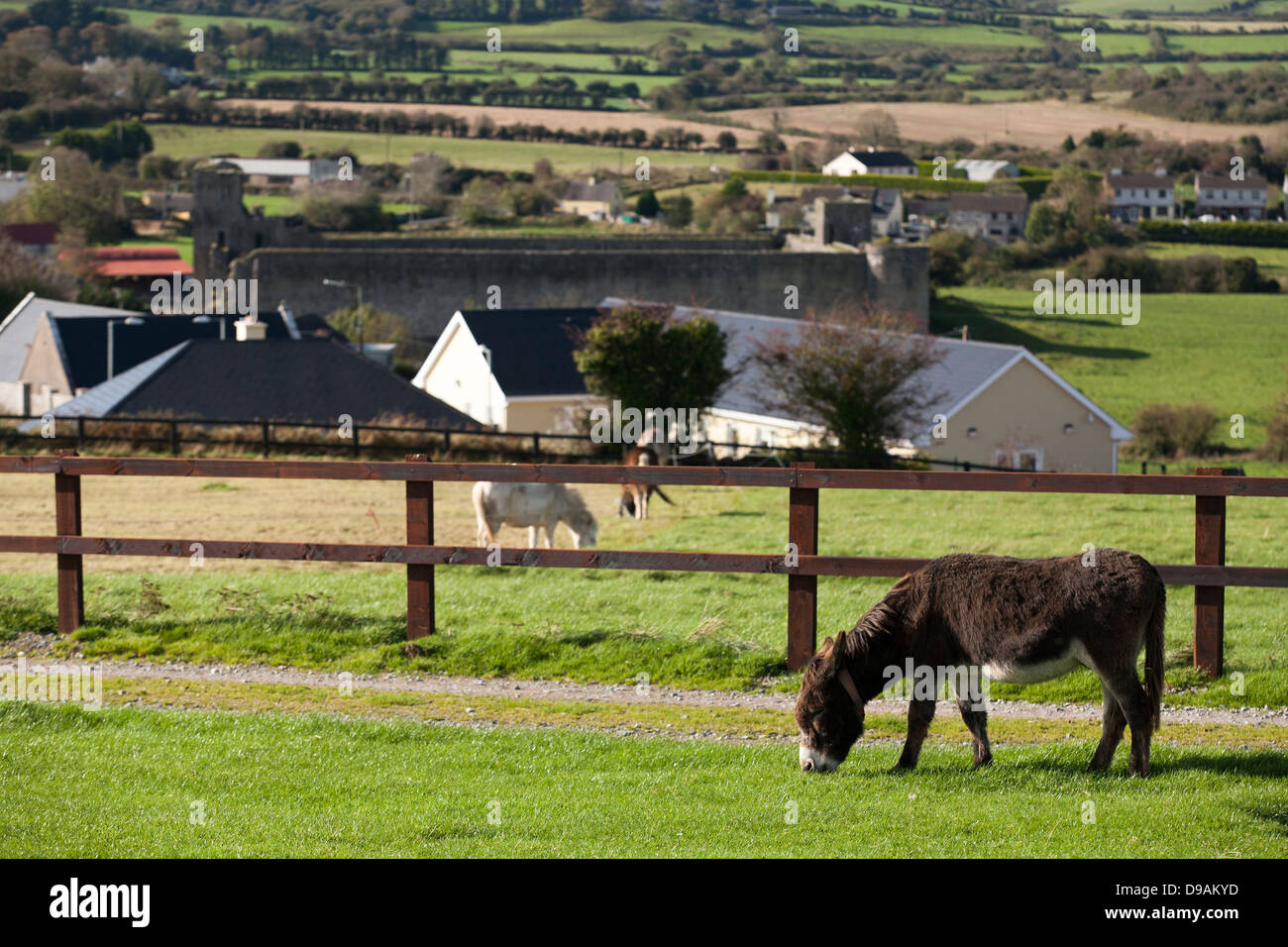 A rescued donkey grazes in a field at the Donkey Sanctuary in