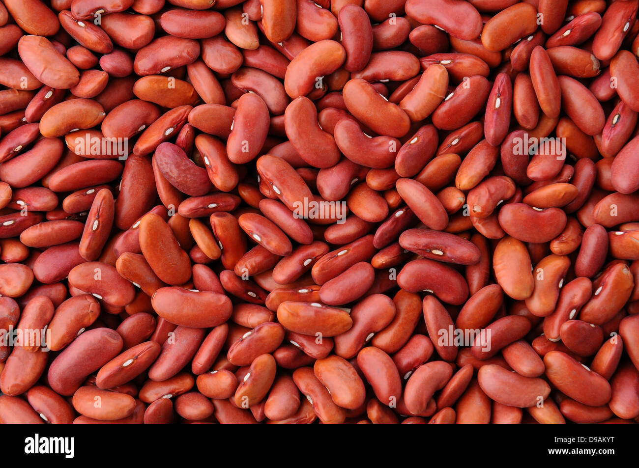 A closeup of a mass of red kidney beans that fills the frame. Stock Photo