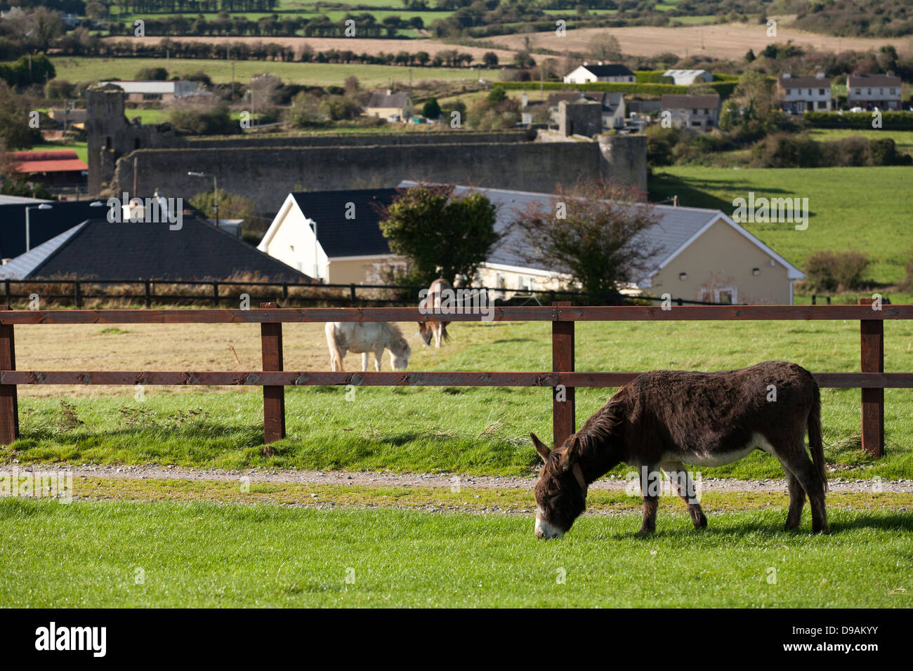 A rescued donkey grazes in a field at the Donkey Sanctuary in