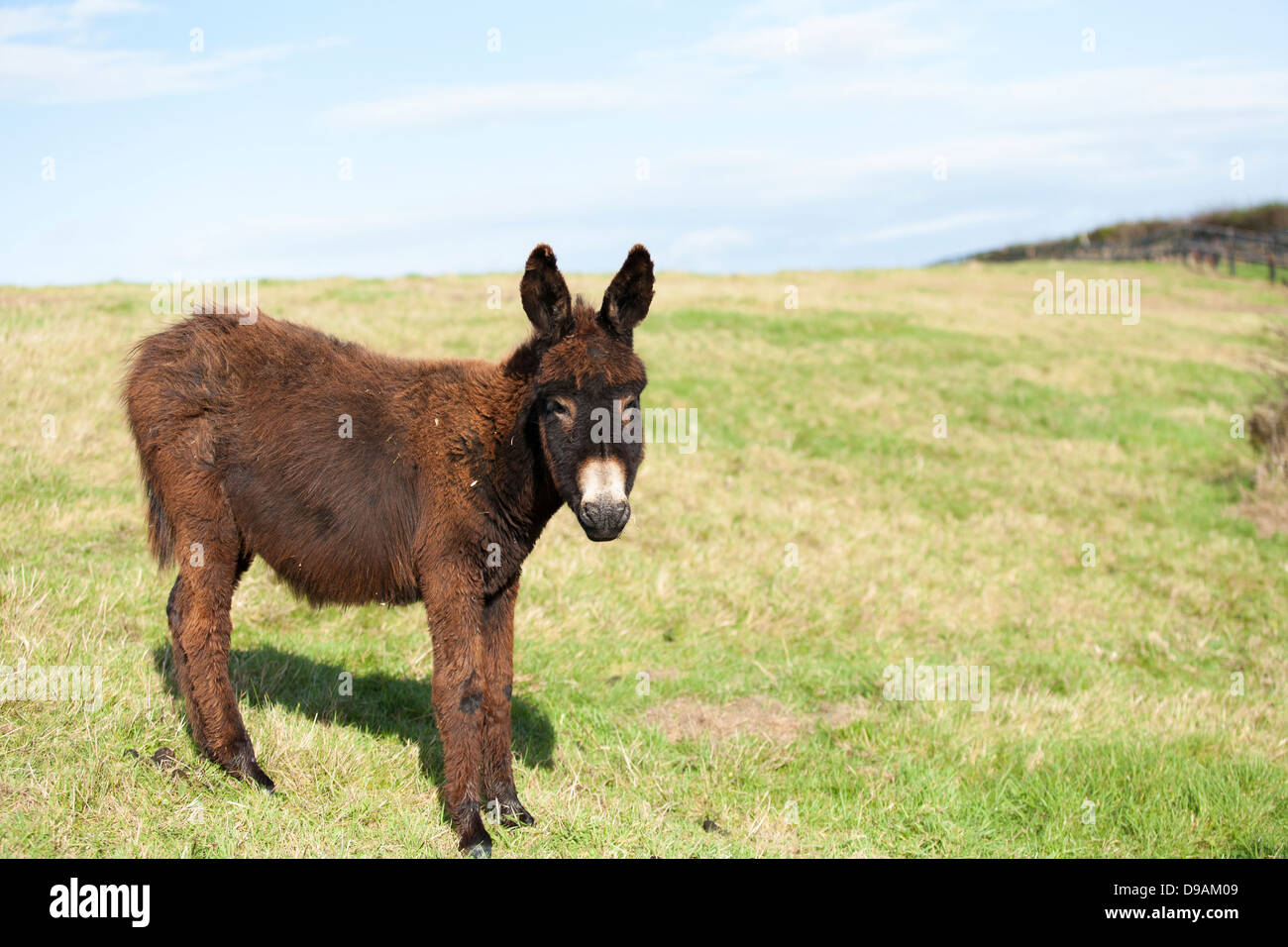A young rescued donkey at the Donkey Sanctuary in Liscarroll Republic