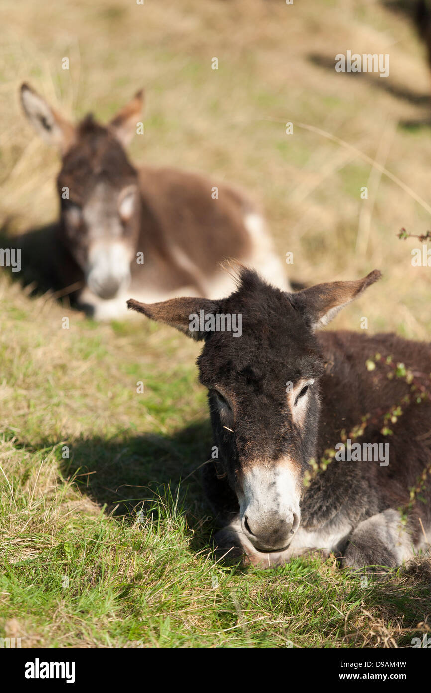 A young rescued donkey at the Donkey Sanctuary in Liscarroll Republic