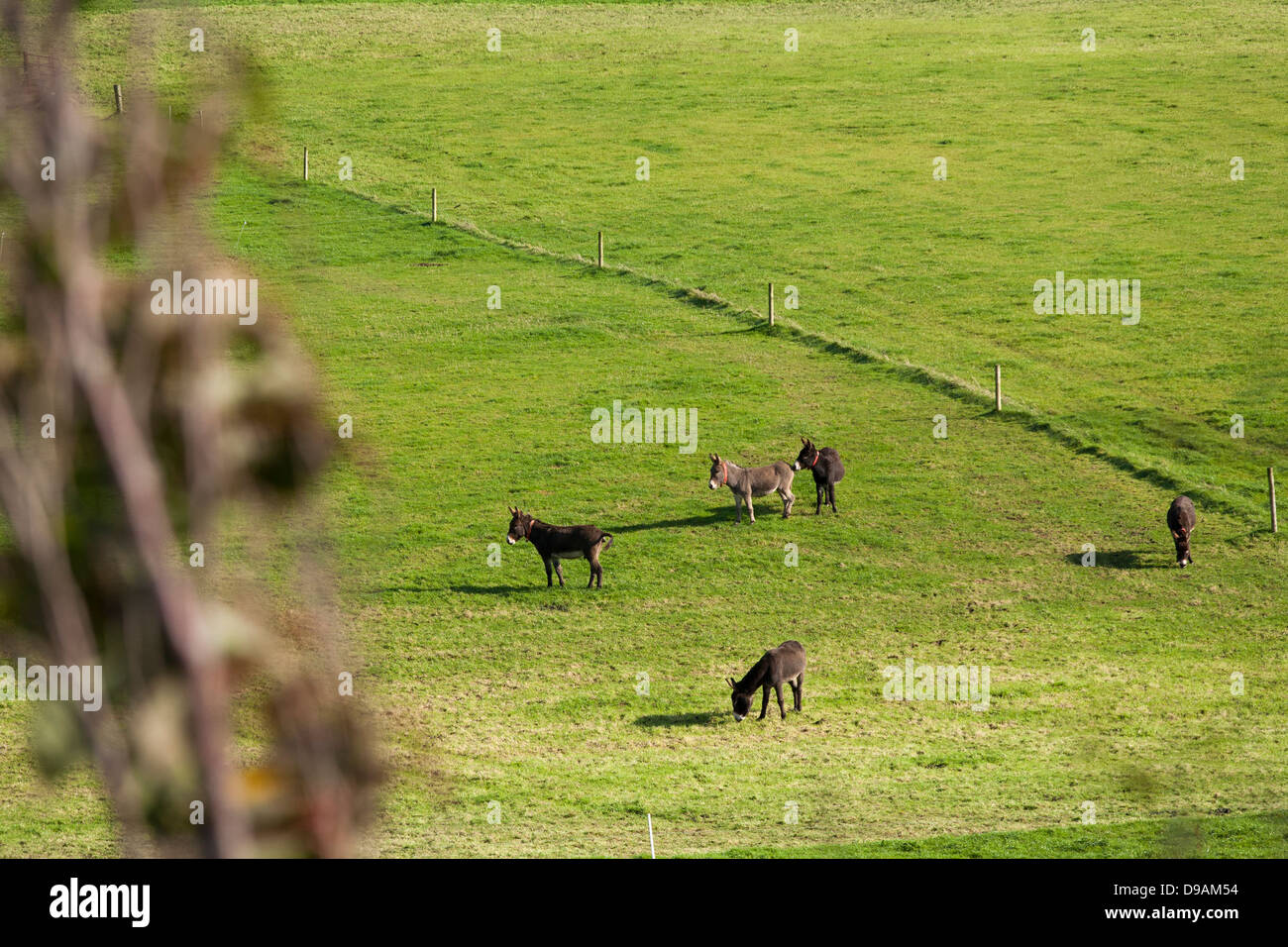 Donkeys graze in a field at the Donkey Sanctuary in Liscarroll Republic