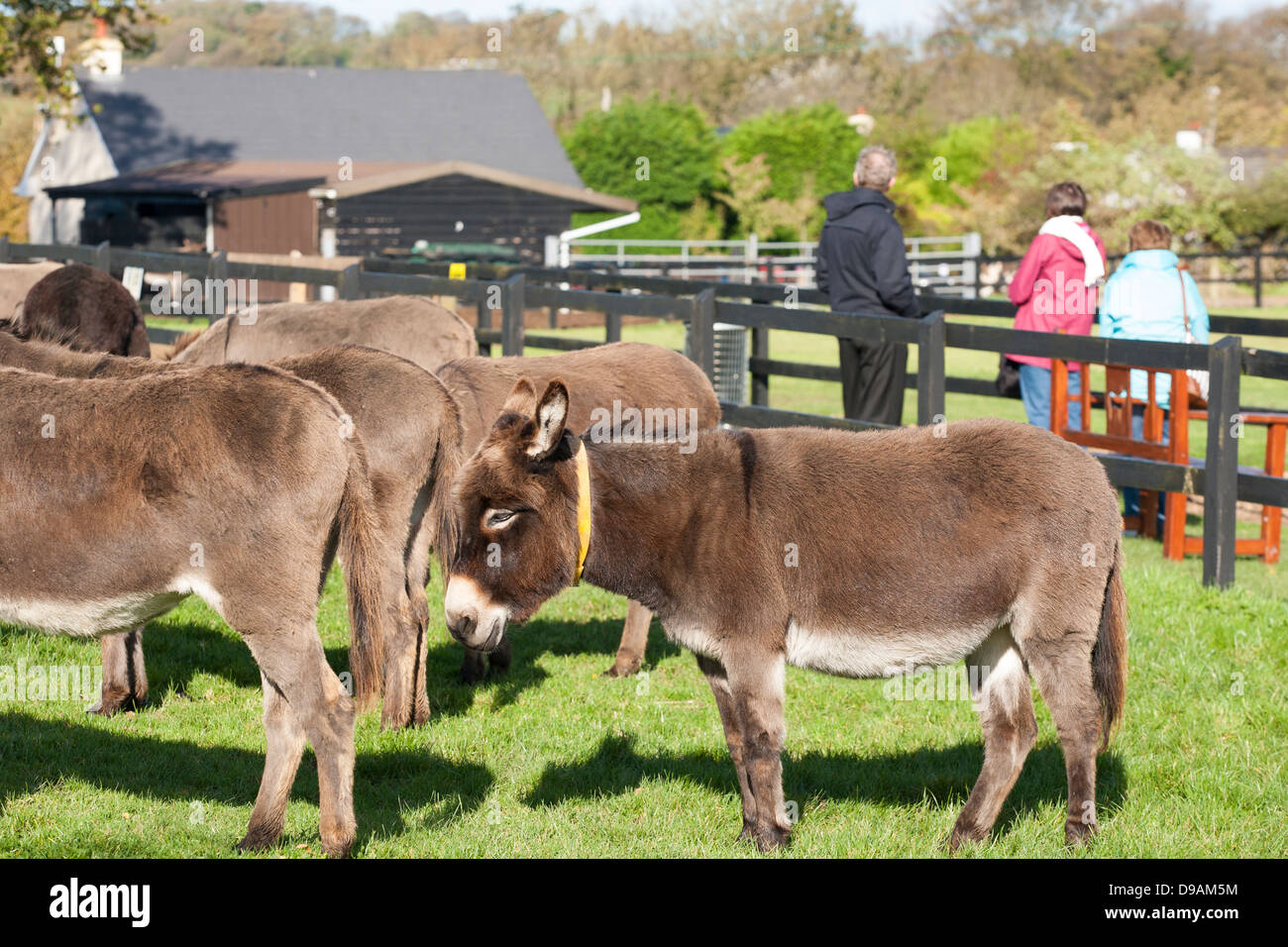 Donkeys graze in a paddock with visitors strolling and walking at the