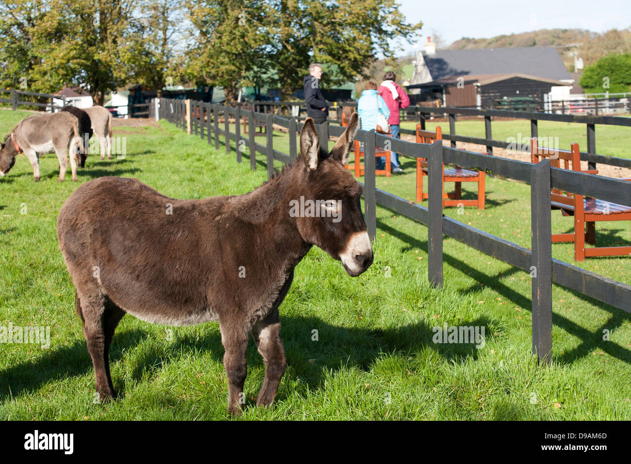 Donkeys graze in a paddock with visitors strolling and walking at the