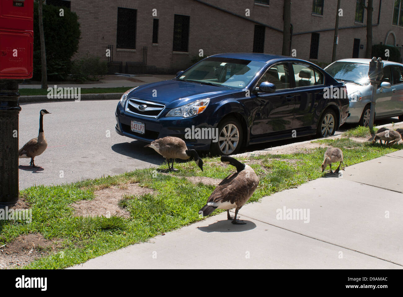 A Canada geese family grazes on grass strip on a Boston side street in the Fenway area. Stock Photo
