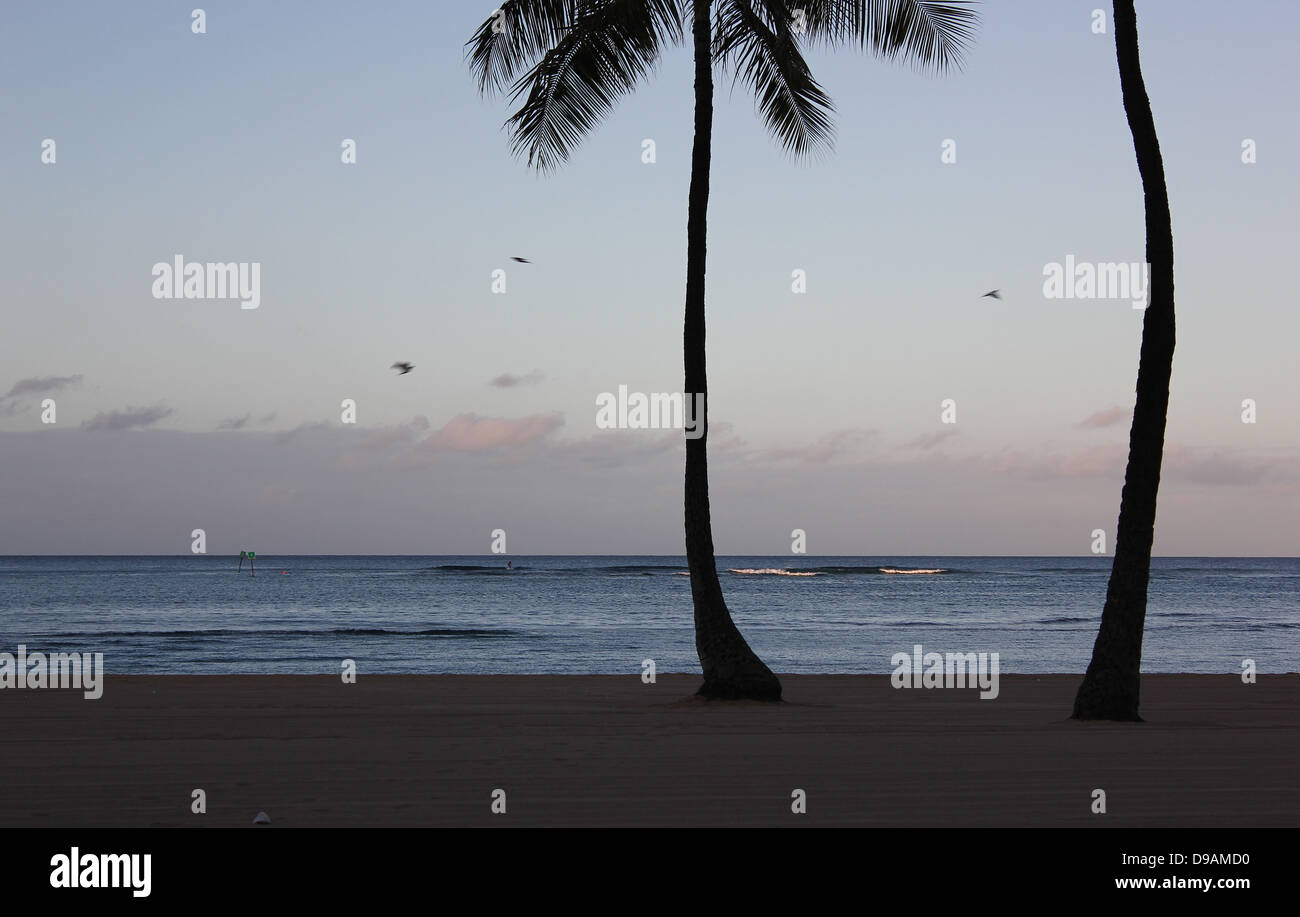 Hawaii birds palm trees hi-res stock photography and images - Alamy