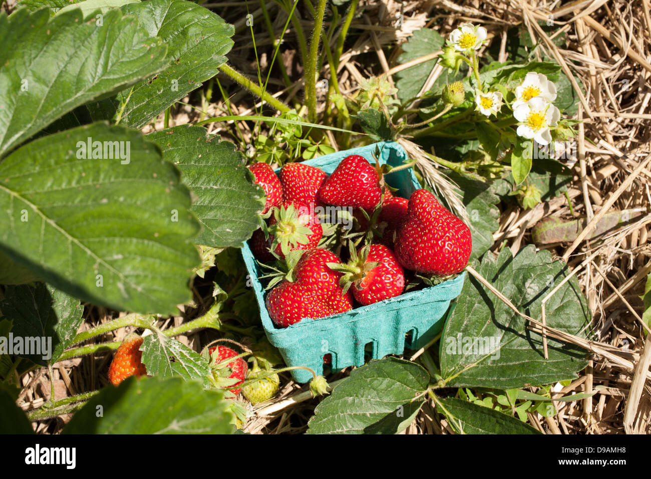 Community supported agriculture usa hi-res stock photography and images ...