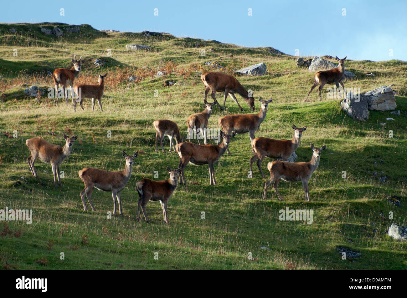 Deer, Latheronwheel, Highland, Scotland, Great Britain, Europe , Rotwild, Latheronwheel, Highland, Schottland, Grossbritannien, Stock Photo