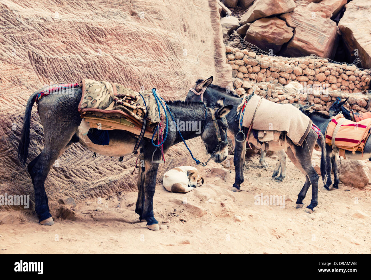 Donkeys at Petra in Jordan Stock Photo