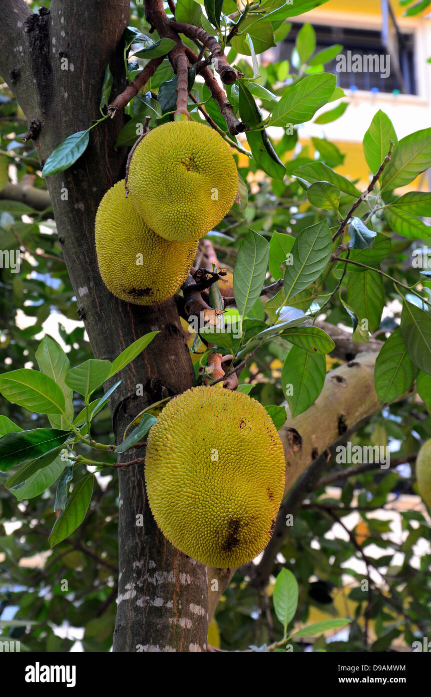 Jackfruit tree with hanging fruits Stock Photo Alamy