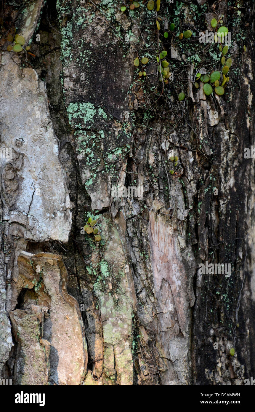 Epiphytes grow on tree trunk bark Stock Photo Alamy