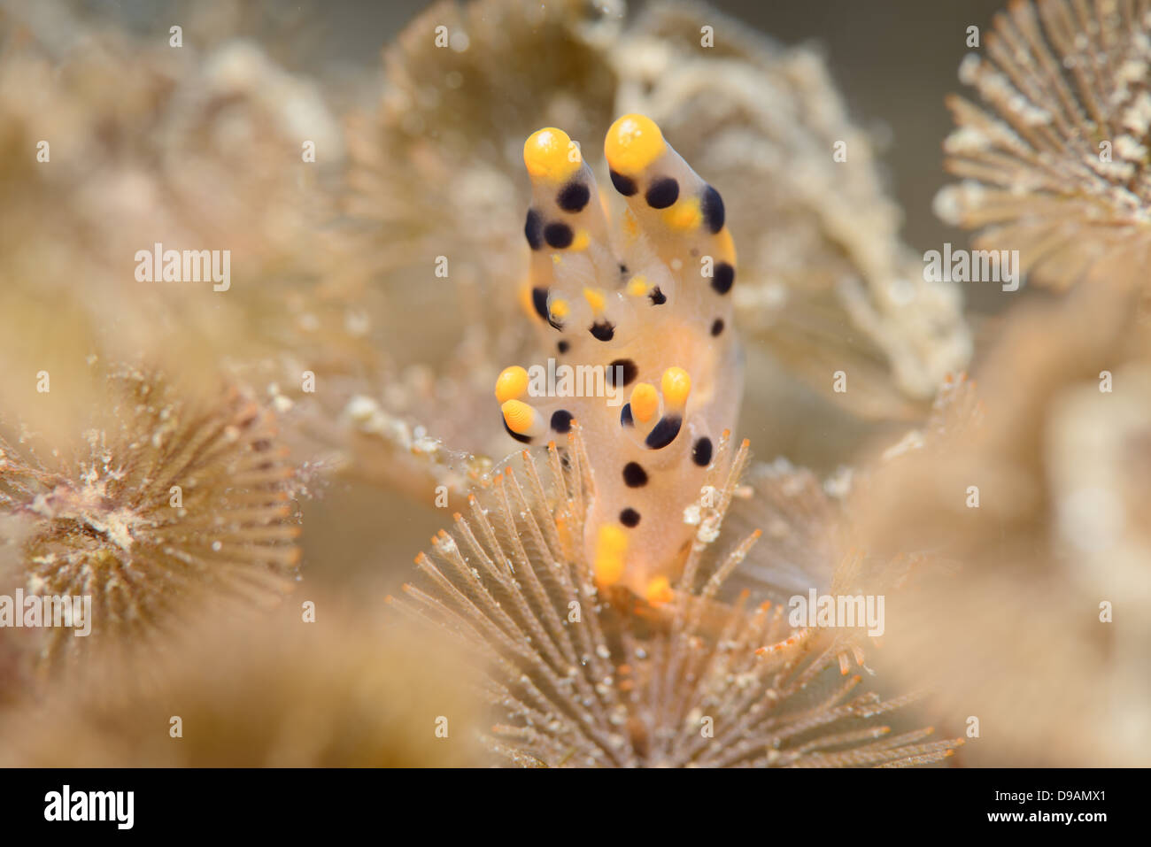 Pikachu Thecacera nudibranch amongs beautiful pink sea plants where it feeds from. Stock Photo