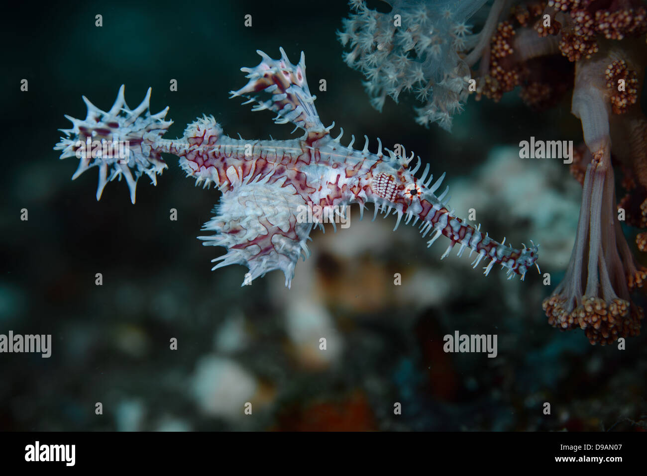 Red and white Ornate Ghost Pipefish (Solenostomus Paradoxus) Stock Photo