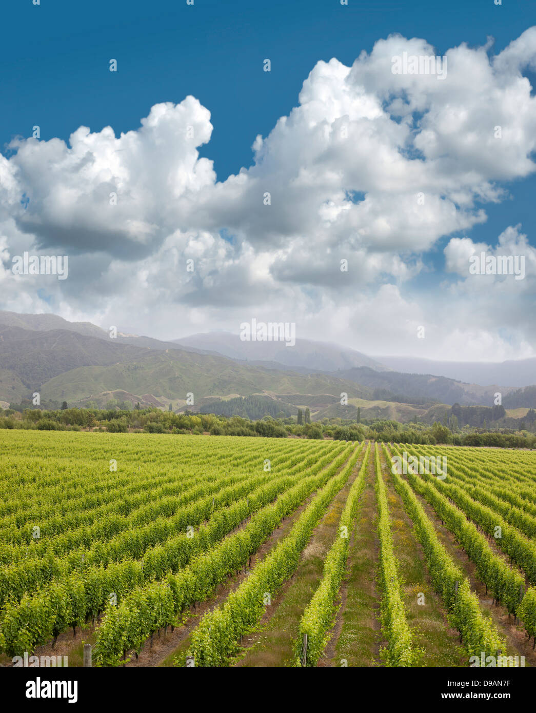 New Zealand - vineyards in the Marlborough district, South Island Stock Photo