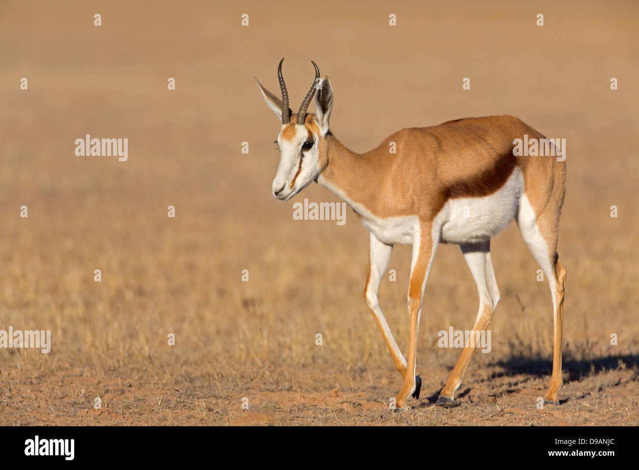 Springbock, Springbok, Antidorcas marsupialis Stock Photo - Alamy