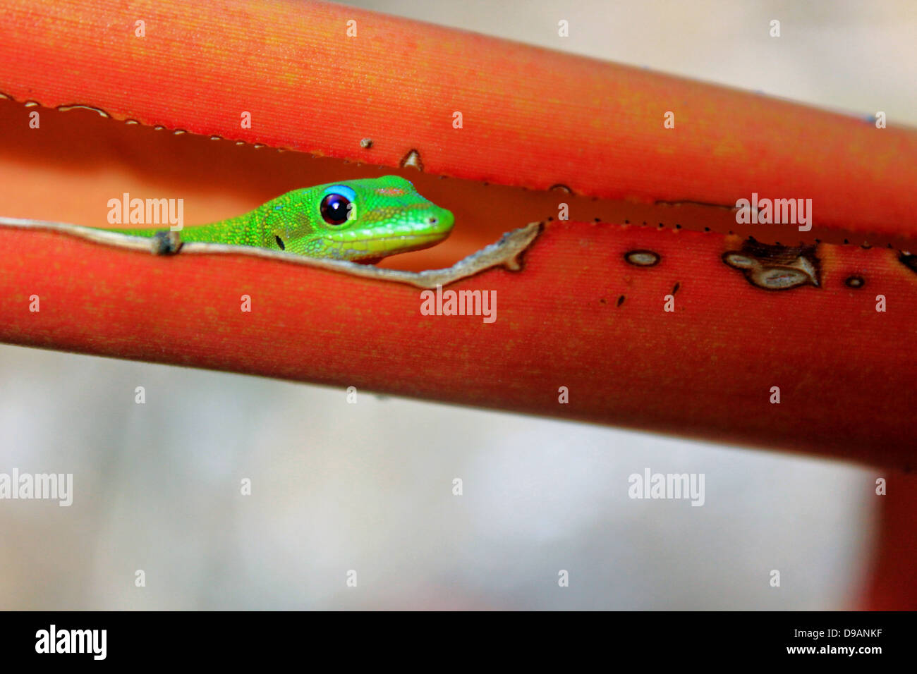 Peek-a-boo gecko. Stock Photo