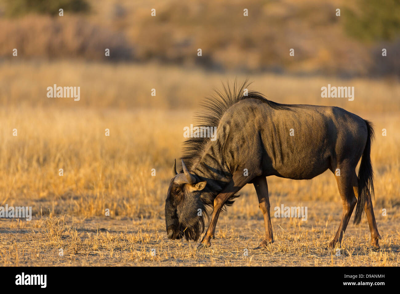 Connochaetes taurinus, Blue Wildebeest, Common Wildebeest, Streifengnu Stock Photo