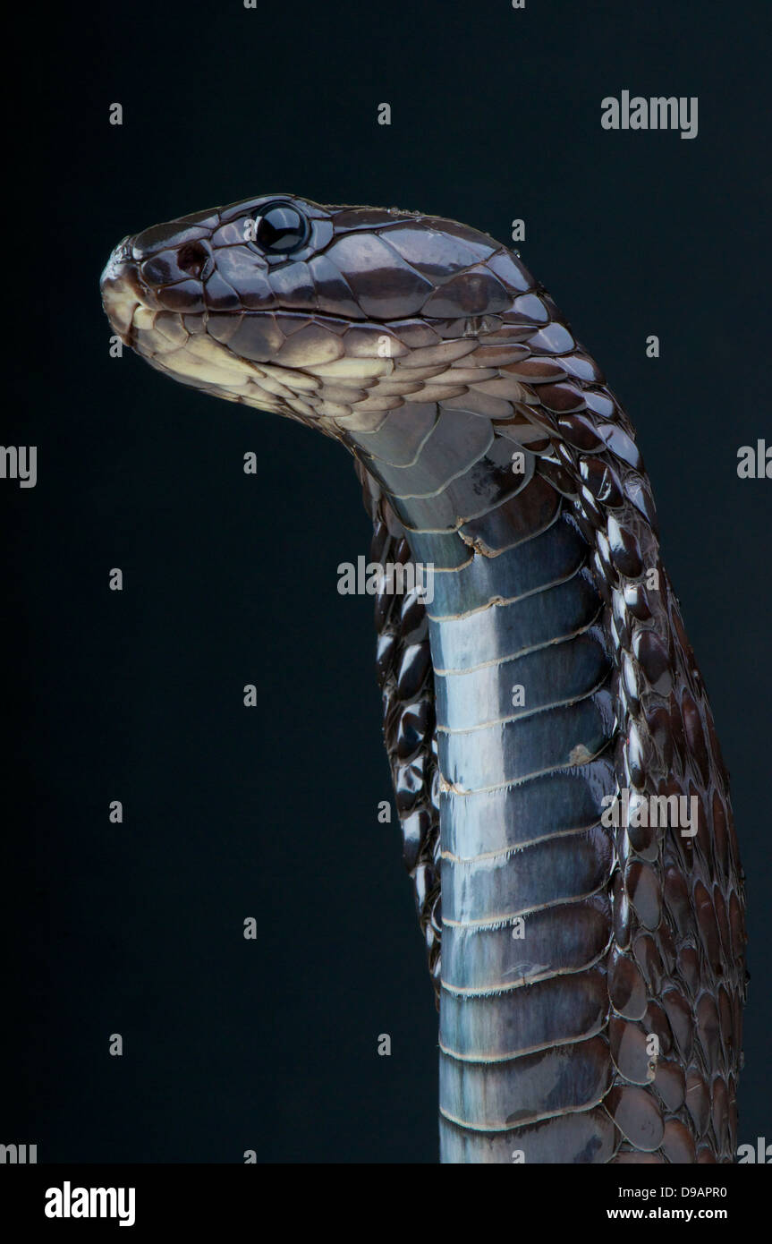 3d Illustration King Cobra The World's Longest Venomous Snake Isolated on  Black Background, King Cobra Snake, 3d Rendering Stock Photo - Alamy