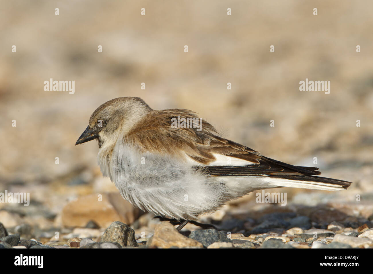 Snow Finch, Whitewinged Snow Finch, Montifringilla nivalis