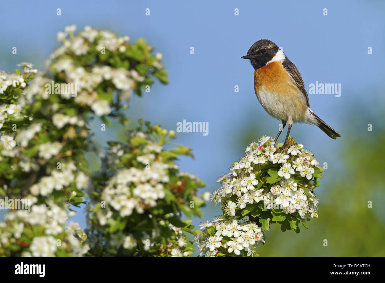 Stonechat, Common Stonechat, Saxicola torquata, Schwarzkehlchen Stock ...
