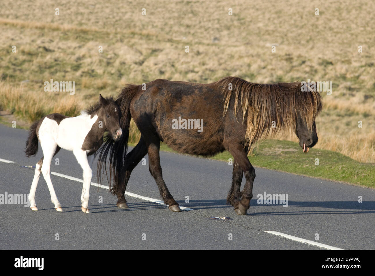 Dartmoor Hill Ponies Dartmoor national park Devon England Stock Photo